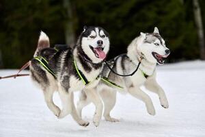 correndo cão husky na corrida de cães de trenó foto