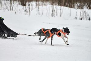 correndo cão ponteiro na corrida de cães de trenó foto