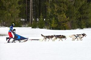 corrida de cães de trenó husky foto