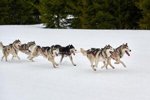 correndo cão husky na corrida de cães de trenó foto