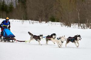 corrida de cães de trenó husky foto