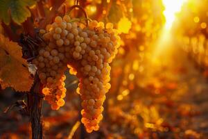 pôr do sol brilho sobre maduro Vinhedo uvas foto