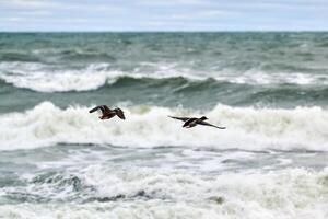 dois patos voando sobre a água do mar, paisagem foto