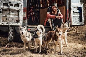 barbudo homem senta dentro costas do caminhão dentro frente do quatro siberian rouco cães, Terra seca trenó cachorro equipe foto