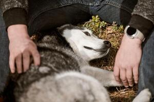 siberian rouco cachorro mentiras Próximo para proprietário, cansado rouco cachorro com cinzento branco casaco cor deitado em terra foto