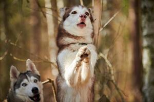 cachorro husky siberiano em pé nas patas traseiras no fundo da floresta de outono, retrato engraçado de cachorro husky foto