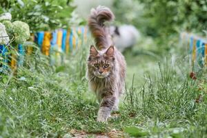 gato maine coon no jardim foto