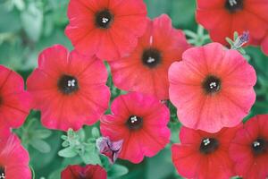 petunia axillaris no jardim foto