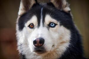 siberian rouco cachorro retrato com azul olhos e cinzento casaco cor, fofa trenó cachorro procriar foto