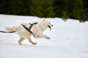 correndo cachorro samoiedo na corrida de cães de trenó foto