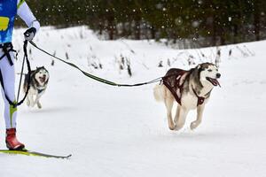 corrida de esporte de cão skijoring foto