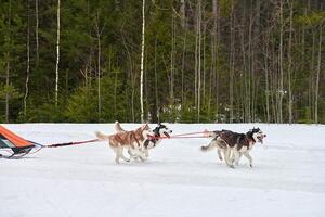 corrida de cães de trenó husky foto