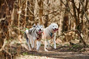 corrida siberian rouco trenó cachorros em outono floresta seco terra, três rouco cachorros ao ar livre mushing foto