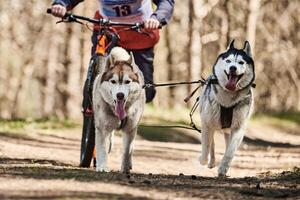 correndo cães de trenó husky siberiano em arnês puxando scooter na floresta de outono scooter em terra seca foto