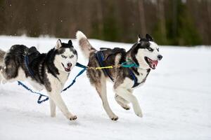 correndo cão husky na corrida de cães de trenó foto