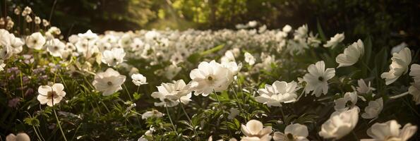 Beijado pelo sol, ensolarado branco anêmonas florescendo dentro exuberante jardim panorama foto