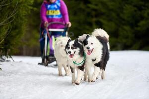 corrida de cães de trenó husky foto