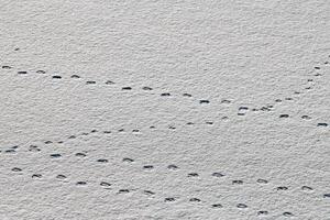 pegadas e vestígios de pássaros na neve branca, close-up foto