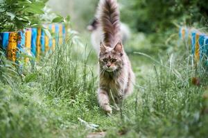 gato maine coon no jardim foto