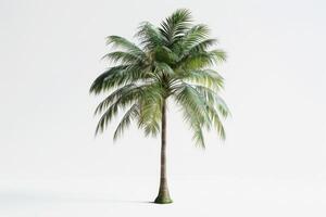 palmeira em fundo branco foto