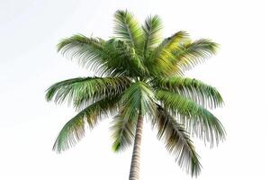 palmeira em fundo branco foto