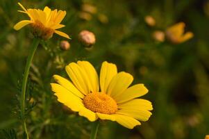 lindo amarelo flores dentro a campo às pôr do sol foto