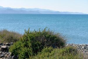 arbusto do Relva em a Beira Mar com uma Visão do a montanhas dentro inverno dentro Chipre 1 foto