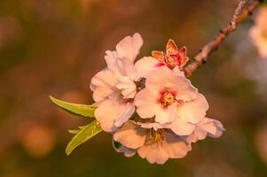 amêndoa Flor em uma Fazenda dentro Chipre dentro Primavera 3 foto