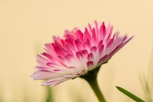 lindo e delicado branco-rosa magarita flor em uma amarelo fundo 1 foto