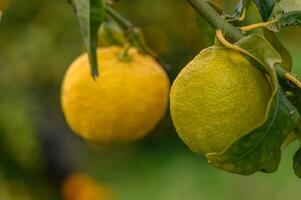 grupo do limão fruta sobre verde natural jardim borrão fundo, limão fruta com folhas dentro borrão plano de fundo.16 foto