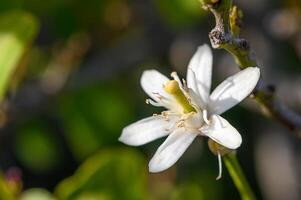 limão flores em a árvore com borrado flores fundo 6 foto