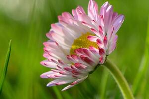 branco-rosa magarita flor é lindo e delicado em uma borrado Relva fundo 4 foto
