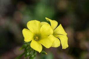 amarelo tropical flores silvestres em Relva fundo 6 foto