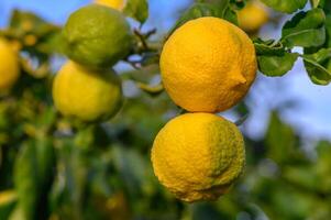 grupo do limão fruta sobre verde natural jardim borrão fundo, limão fruta com folhas dentro borrão plano de fundo.13 foto
