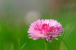 branco-rosa magarita flor é lindo e delicado em uma borrado Relva fundo 11 foto