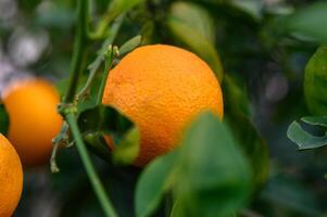 laranja árvore galhos com maduro suculento frutas. natural fruta fundo ao ar livre.8 foto