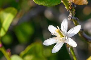 limão flores em a árvore com borrado flores fundo 7 foto