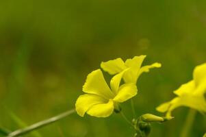 amarelo tropical flores silvestres em Relva fundo 3 foto