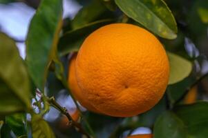 a laranja árvore dentro a laranja Pomar às a final colheita do cada temporada.6 foto