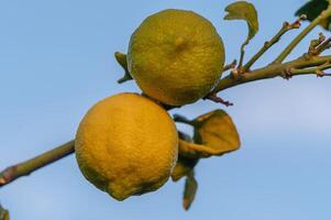 fresco maduro limões suspensão em uma limão árvore ramo dentro ensolarado jardim 1 foto