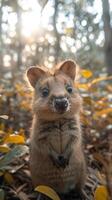 dourado hora vislumbre. uma curioso quokka no meio outono folhas foto