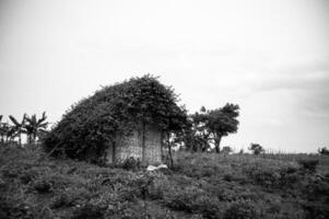 uma pequeno de madeira casa coberto com folhas foto
