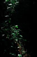 folhas dentro uma Sombrio floresta com pequeno luz foto
