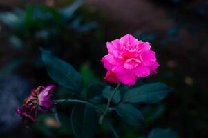 uma Rosa rosa este floresceu belas e outro este teve murcha foto