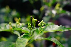 Pimenta flores que vai tornar-se fruta foto