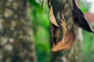 murcha seco folhas este estão velho e sobre para outono foto