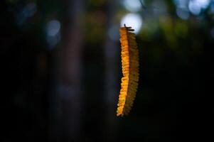 amarelo folhas com borrado fundo foto