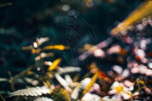 pequeno mas quebrado aranha teias dentro a manhã foto