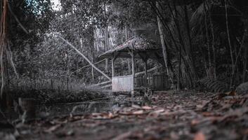 uma pequeno, de aparência assustadora casa dentro a floresta foto