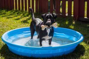 adorável molhado cachorro jogando com brinquedo osso dentro azul criança piscina ao ar livre foto